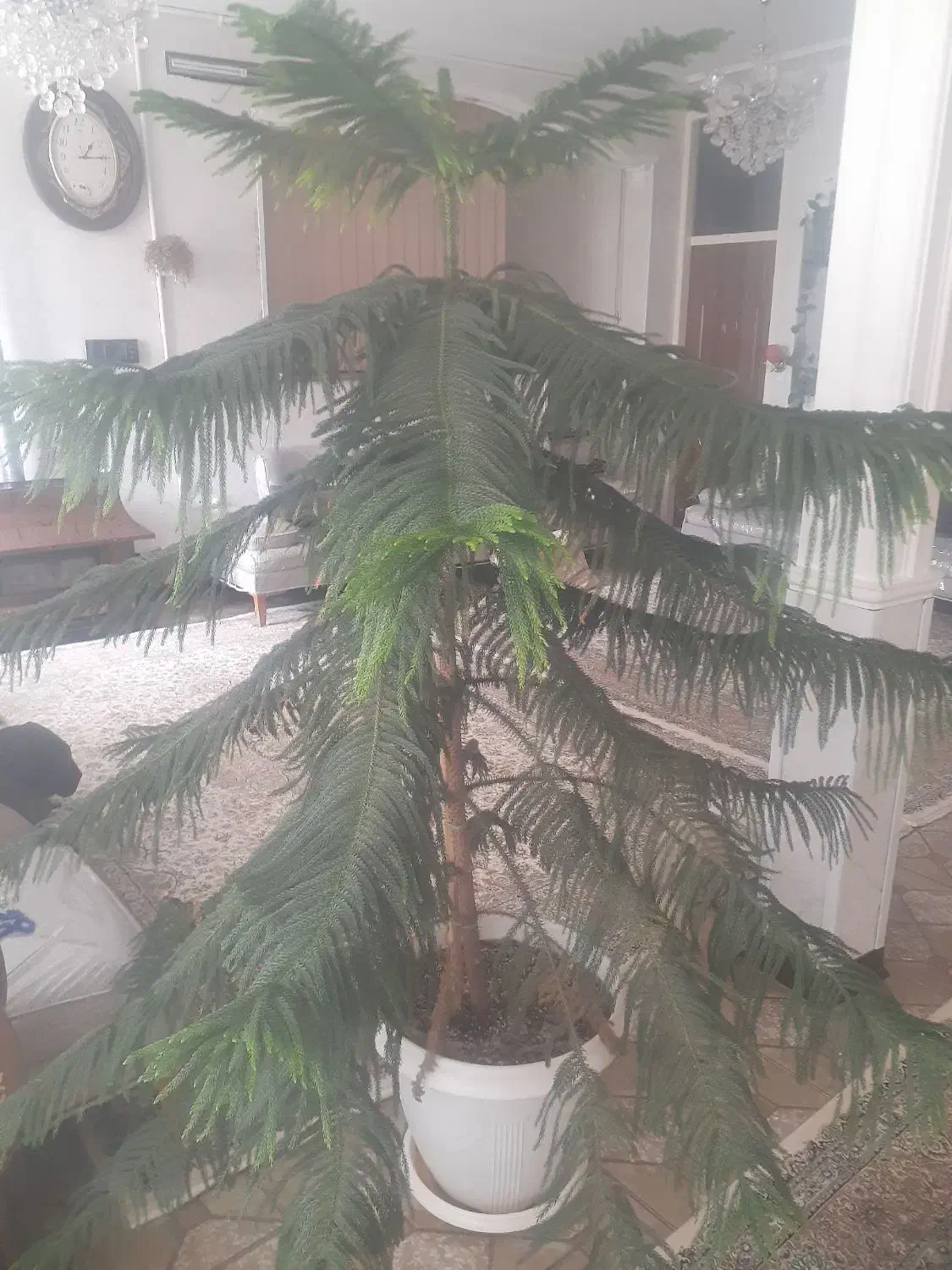 گل کاج|گل و گیاه طبیعی|گلپایگان, |دیوار