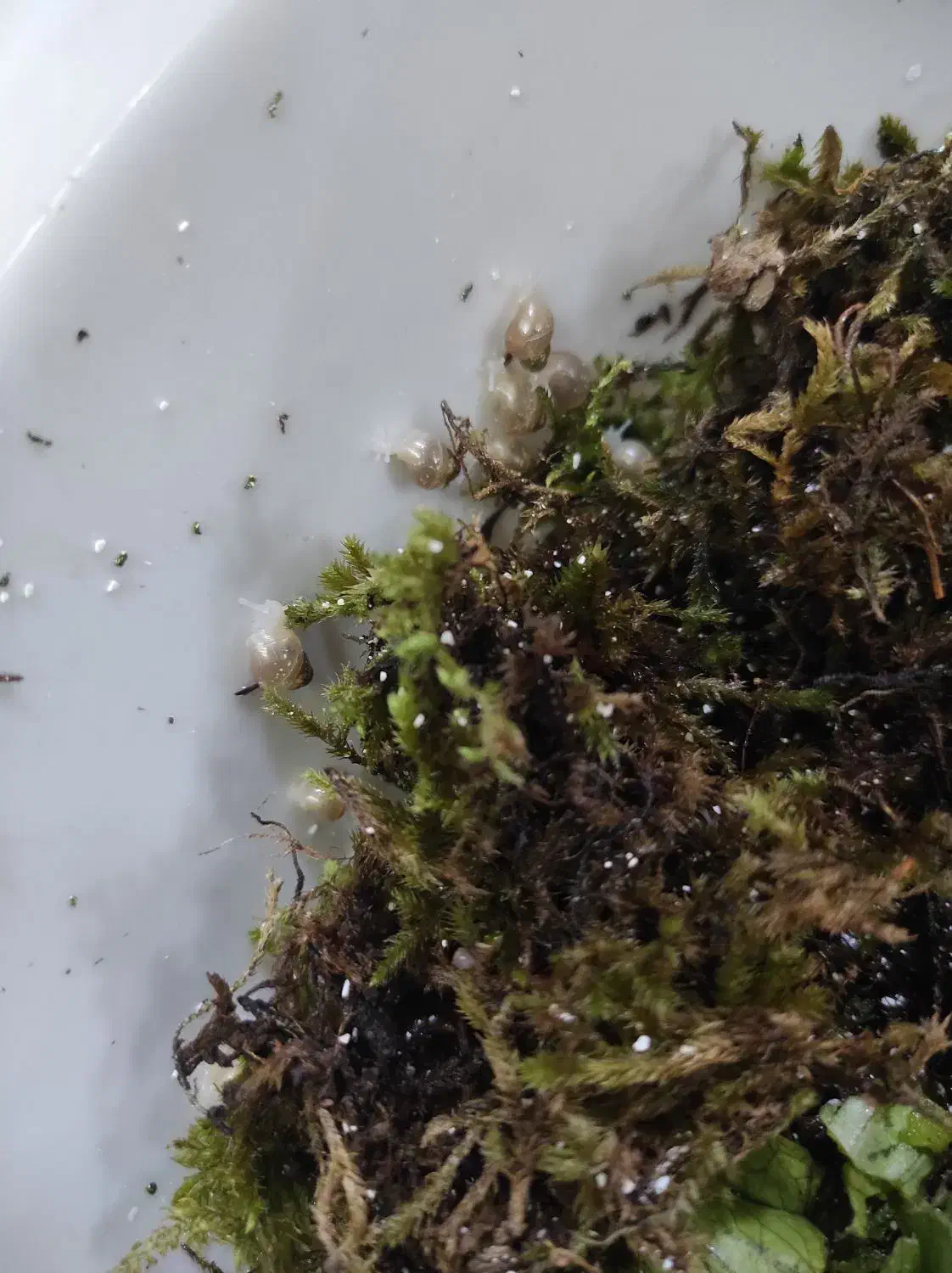 بچه حلزون|خزنده|تهران, مشیریه|دیوار