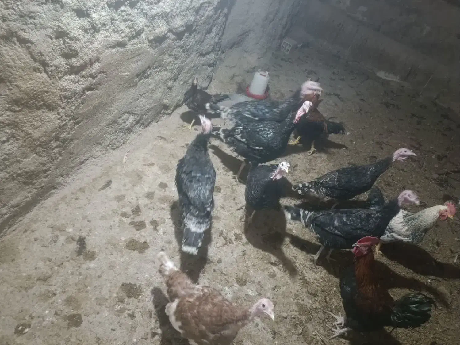 فروش بوقلمون|حیوانات مزرعه|کبودرآهنگ, |دیوار