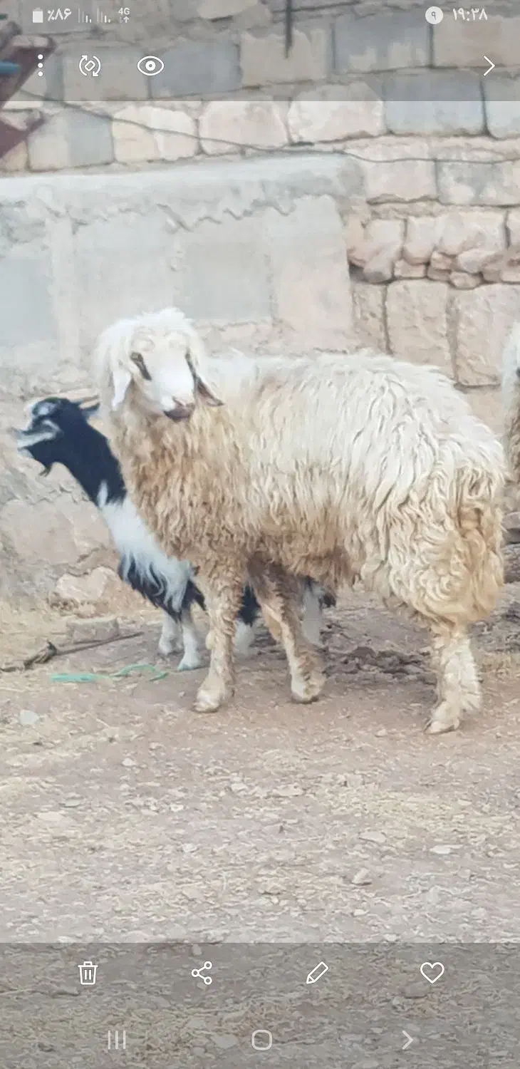 دو عدد شک ورن درجه یکی|حیوانات مزرعه|چرداول, |دیوار