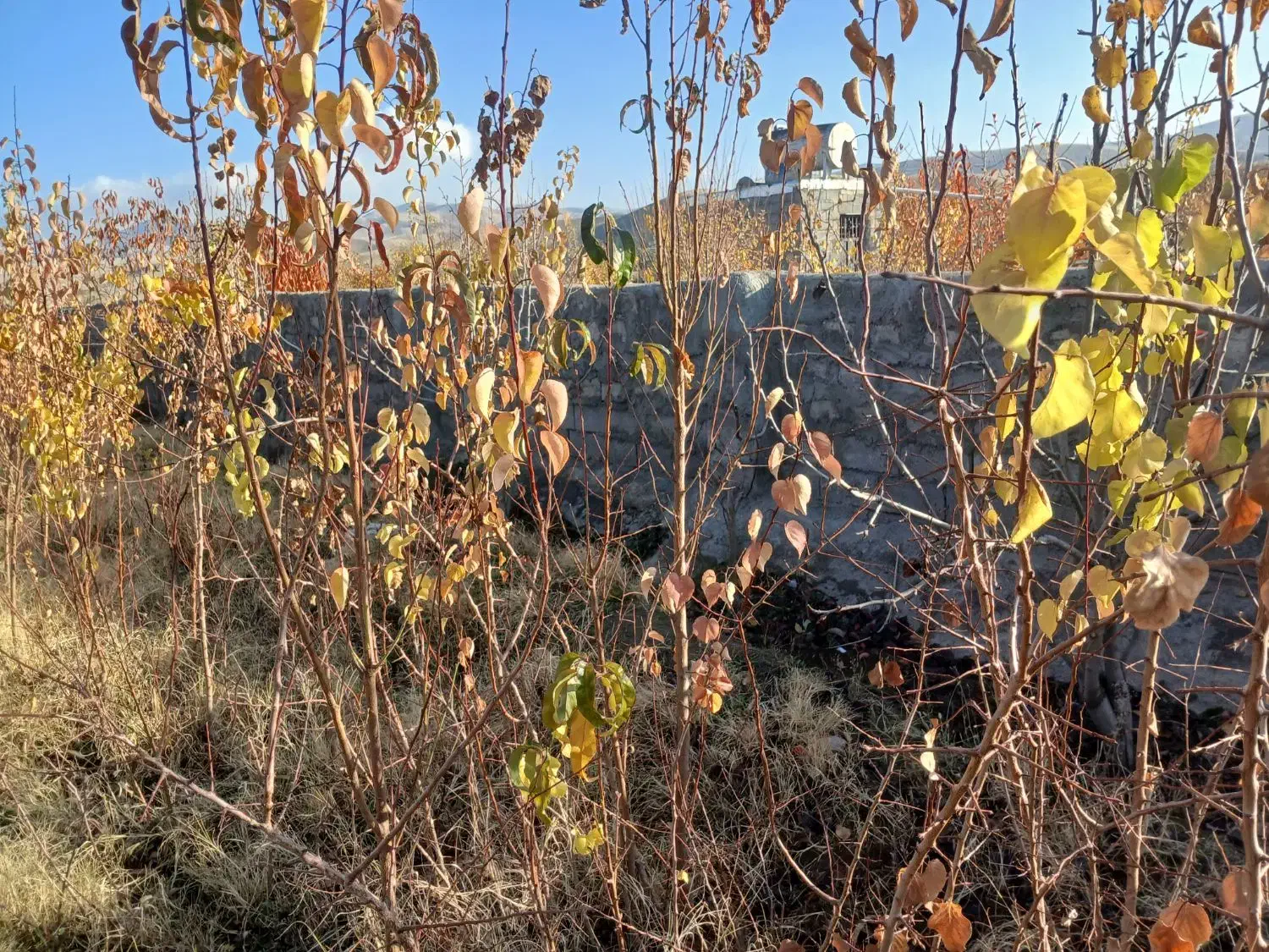 حدود ۵۰۰ نهال زردالو|خدمات باغبانی و درختکاری|مرند, |دیوار