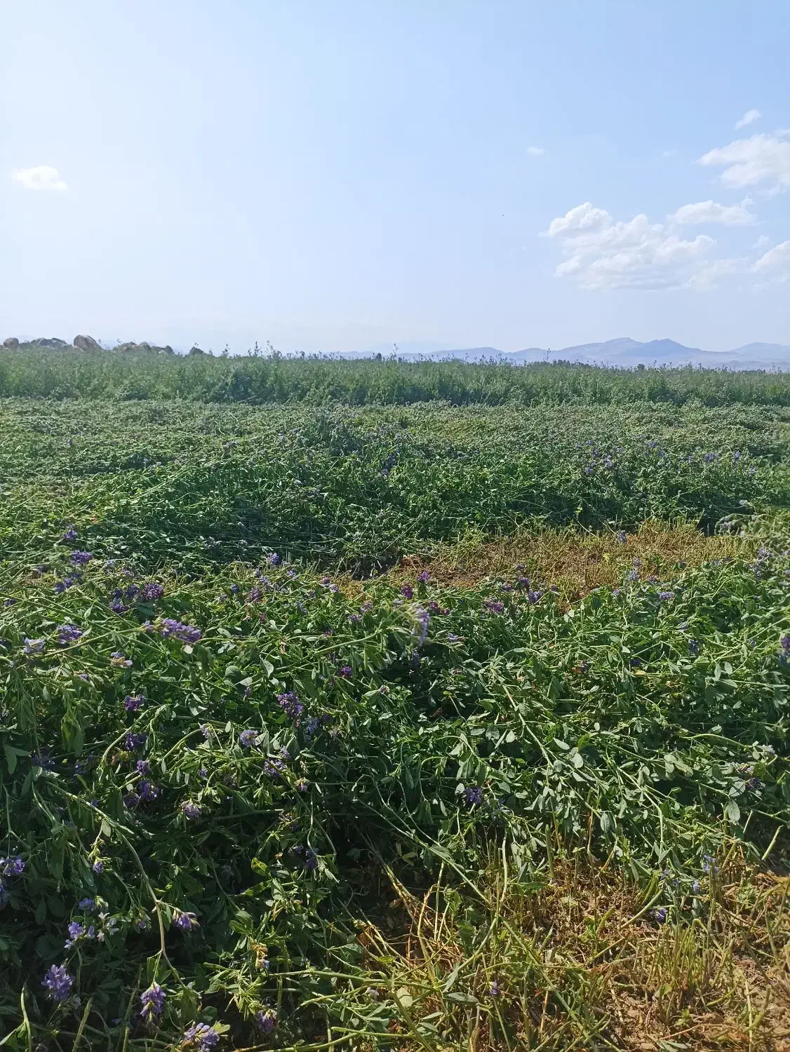 یونجه چین دوم (پشدورا)|لوازم جانبی حیوانات|مشگین شهر, |دیوار