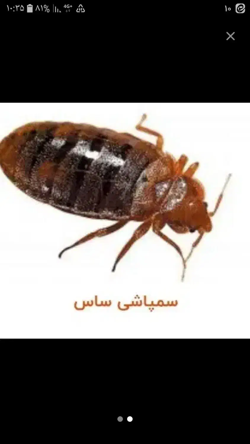 سم زدایی تمام حشرات|لوازم نظافت|بیرانوند, |دیوار