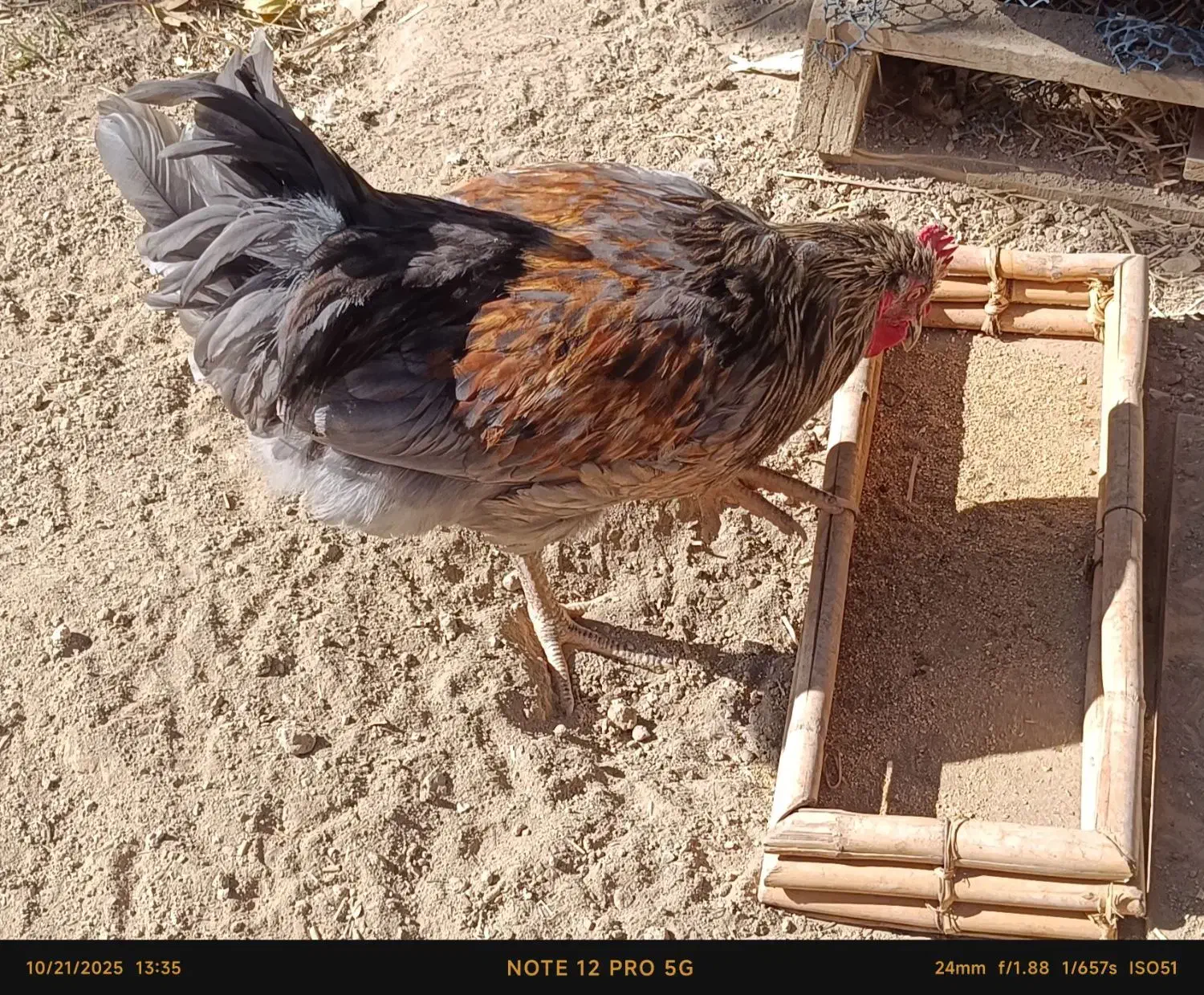 آیسبار نژاد خالص|حیوانات مزرعه|تهران, باغ فیض|دیوار