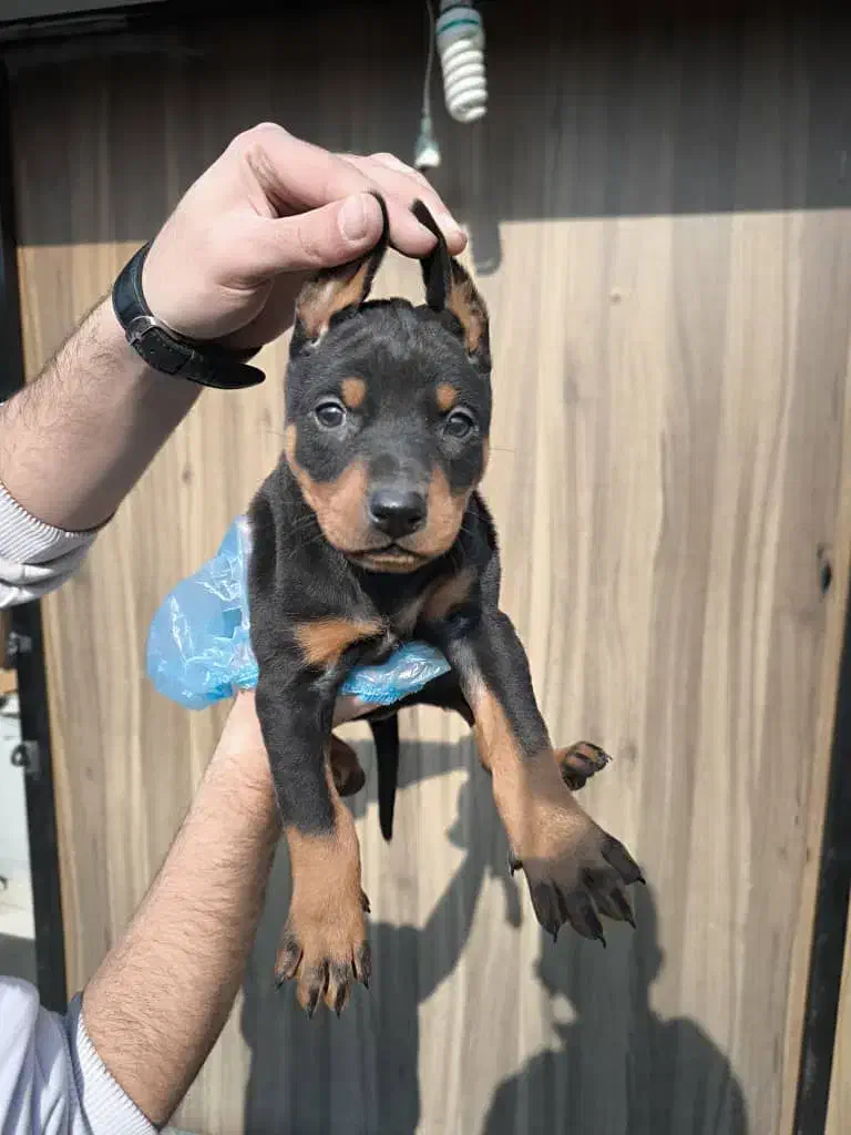 سگ دبرمن|سگ|کرج, گوهردشت|دیوار