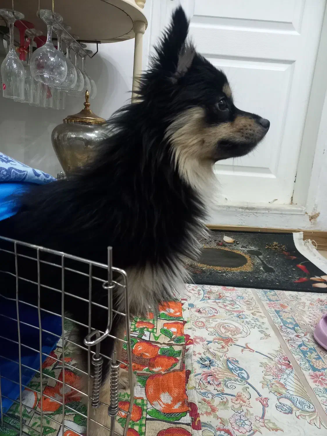 سگ پامر روباهی|سگ|رودهن, |دیوار