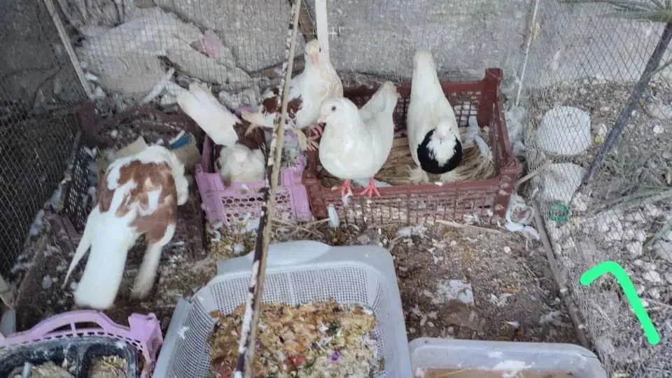 5عدد کبوتر طوقی و 1عدد دندون موشی|پرنده|لامرد, |دیوار