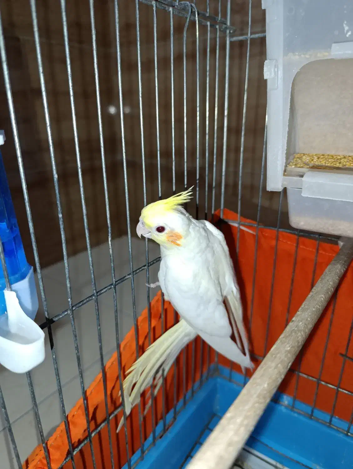 عروس هلندی لوتینو|پرنده|بندر انزلی, کلیور|دیوار