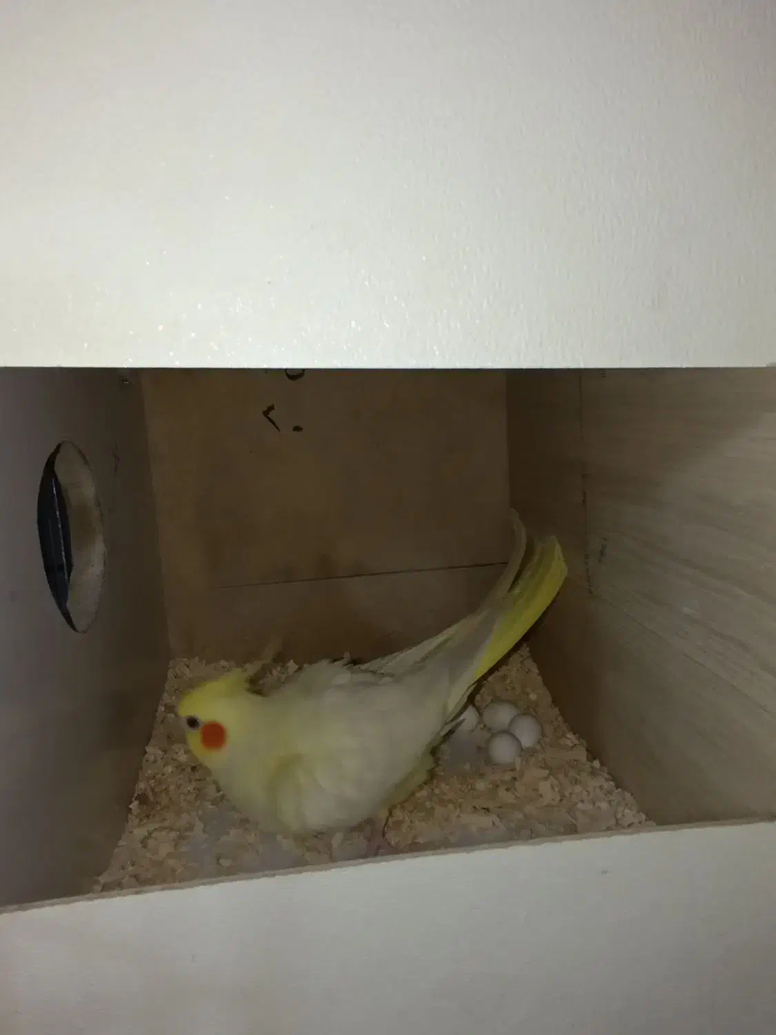 مولد لوتینو|پرنده|ساوه, |دیوار