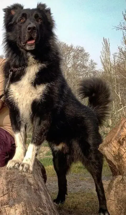 قهدریجانی|سگ|پاکدشت, خاتون آباد|دیوار