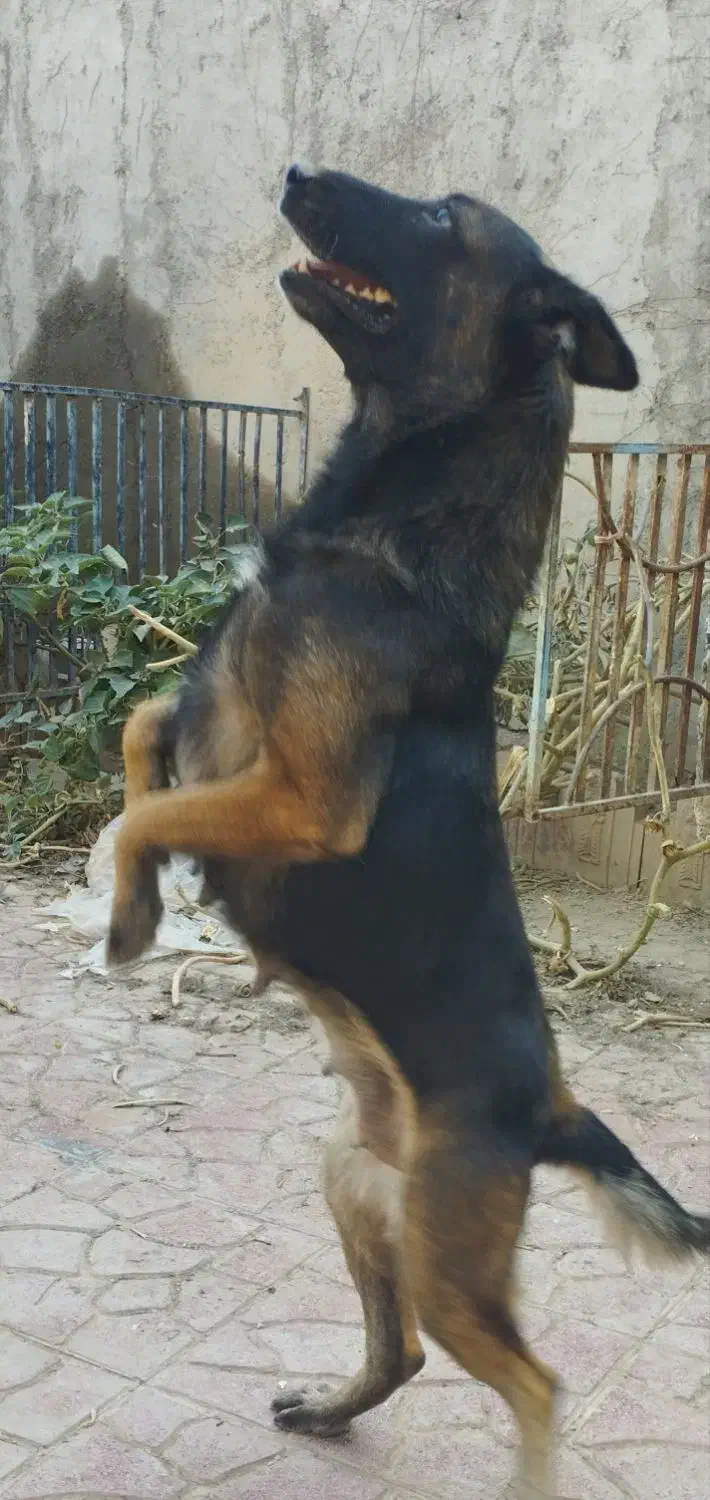 ماده مالینیوز|سگ|پاکدشت, پاکدشت (مامازند)|دیوار