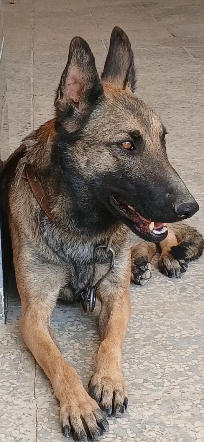 سگ بلژین مالینویز ماده|سگ|کرج, مهرویلا شمالی|دیوار