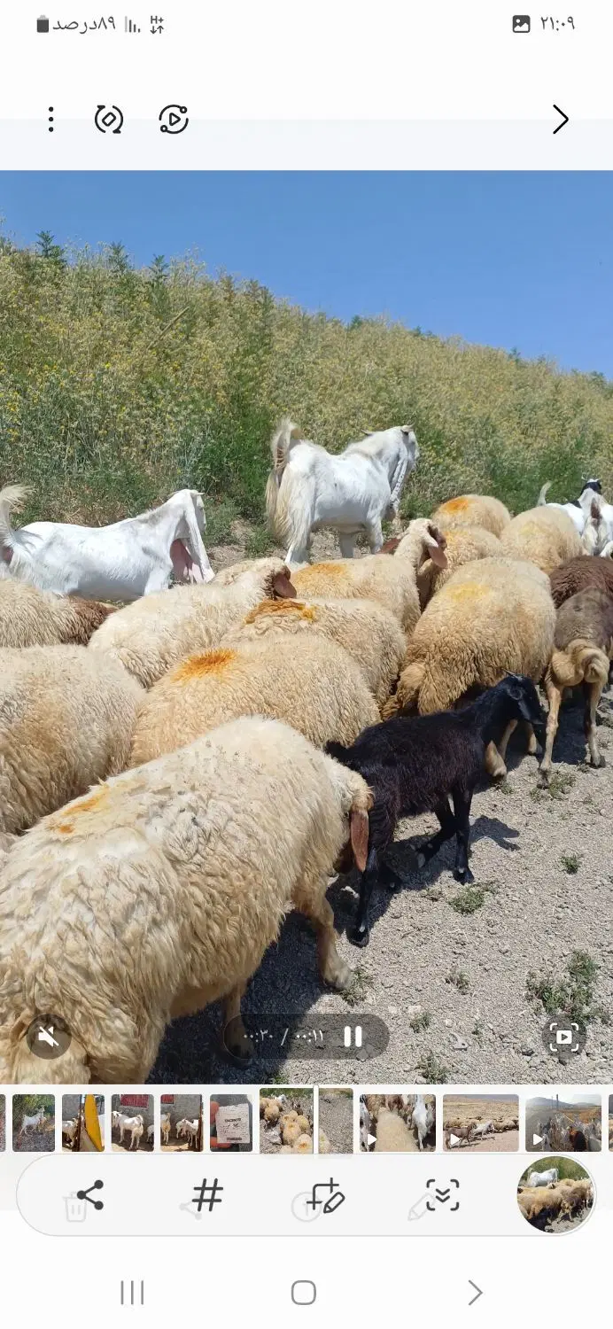 بز گلابی|حیوانات مزرعه|روانسر, |دیوار