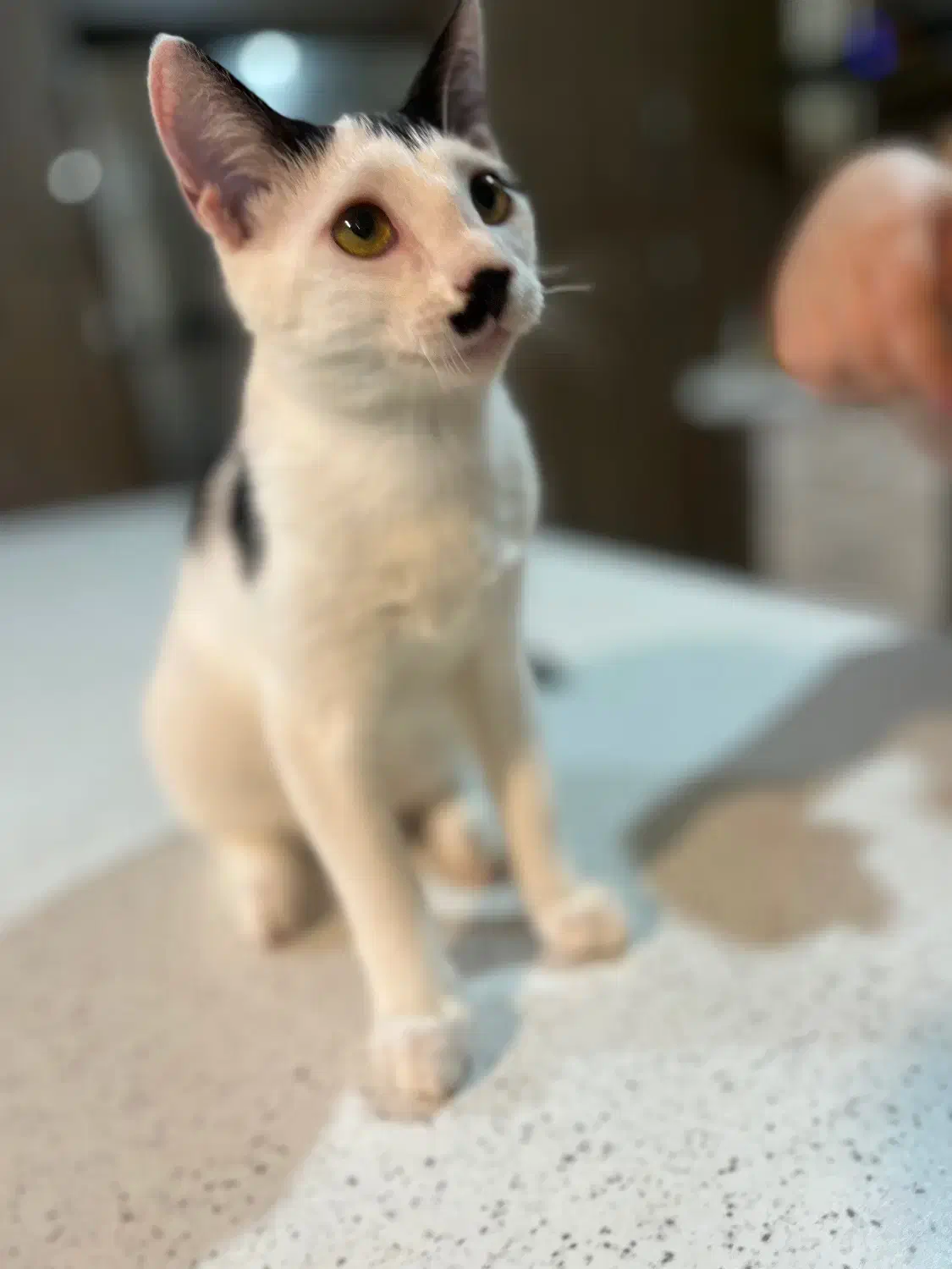 واگذاری گربه دی اس اچ شیطون و خونگرم|گربه|بابل, |دیوار