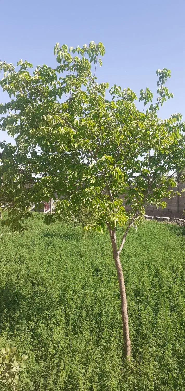 فروش کودگوسفندی|خدمات باغبانی و درختکاری|یزد, |دیوار
