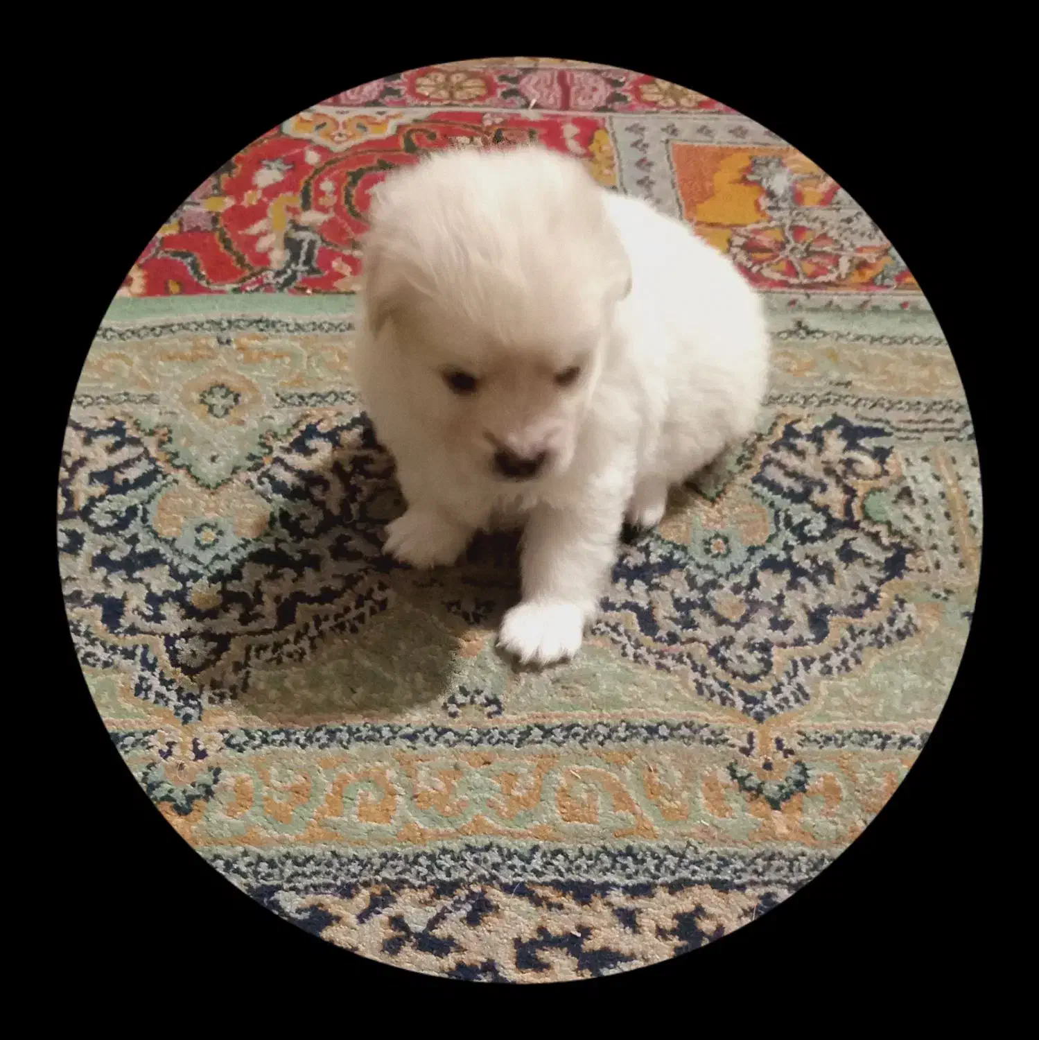 نر ماده.|سگ|شهریار, شهریار|دیوار