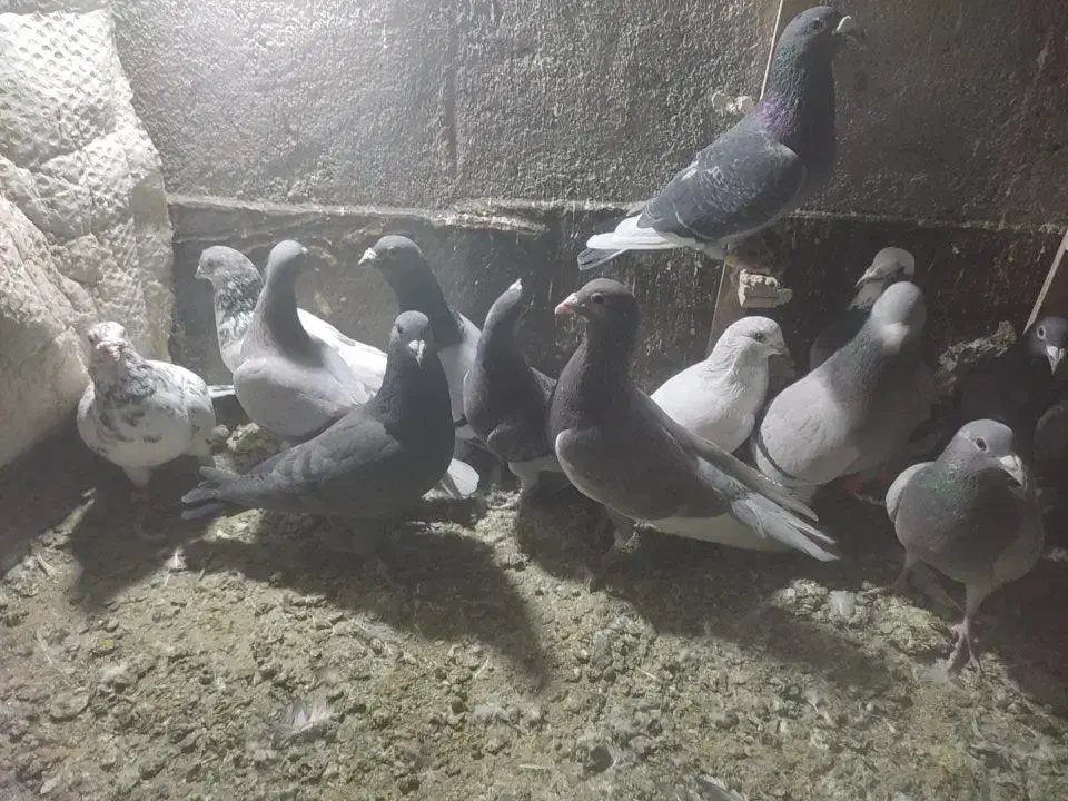 سی تا کبوتر پلاکی|پرنده|طرقبه, |دیوار