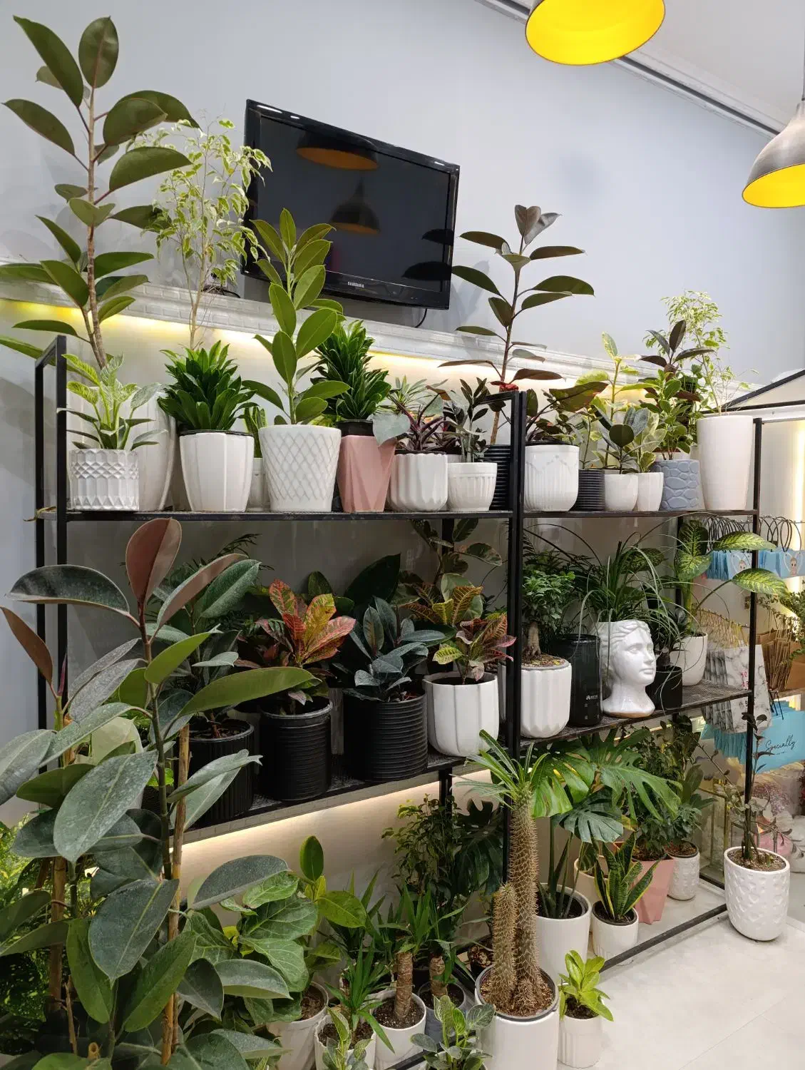 گل گیاه|گل و گیاه طبیعی|سبزوار, کاشفی شمالی (دادگستری)|دیوار