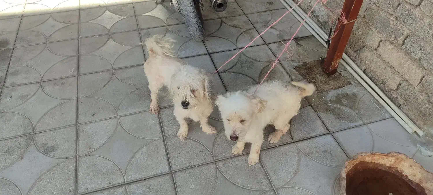 سگ پا کوتا|سگ|داراب, |دیوار