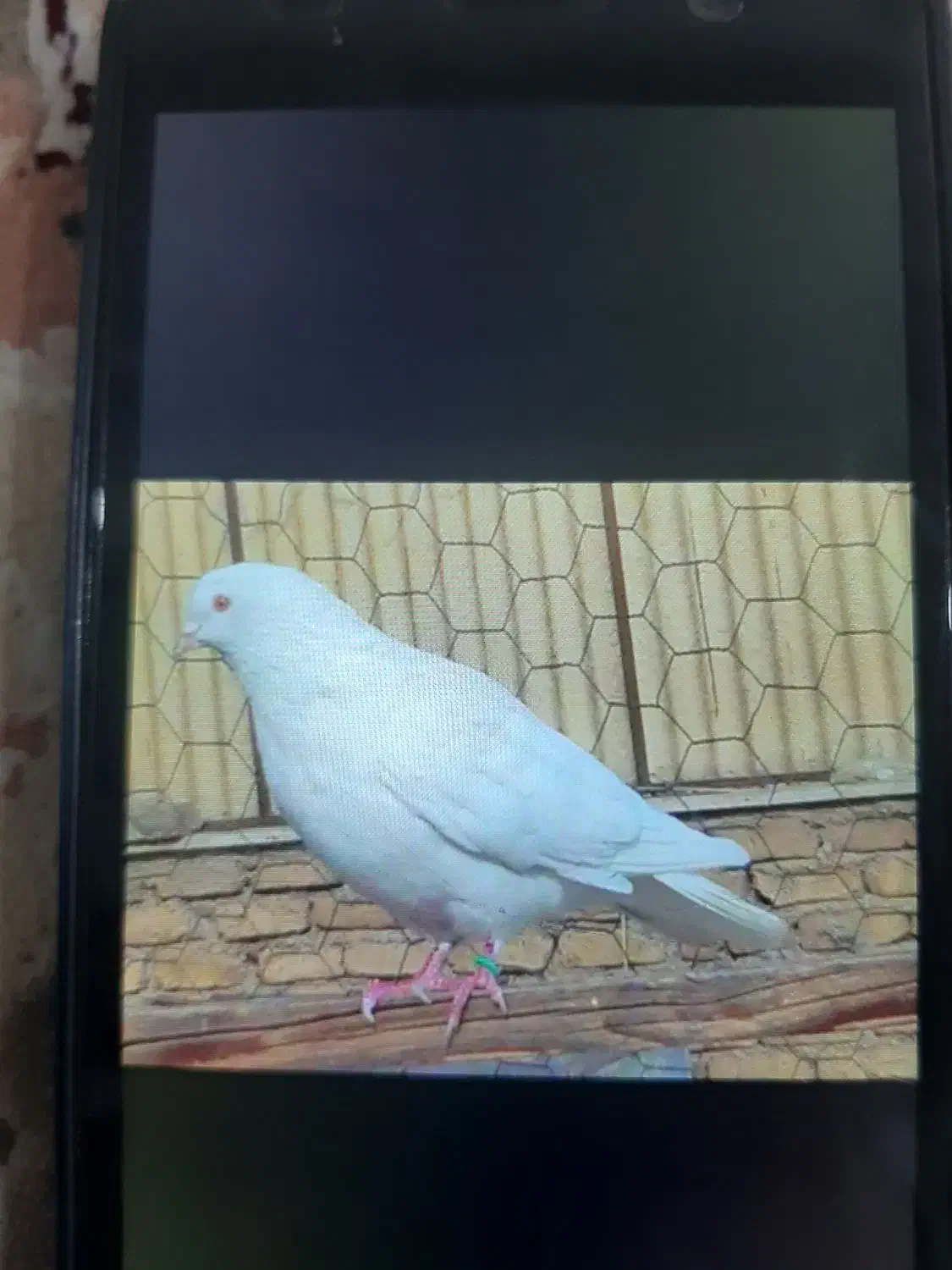 کبوتر پرشی|پرنده|هشتگرد, شهرک ولیعصر (مصلی)|دیوار