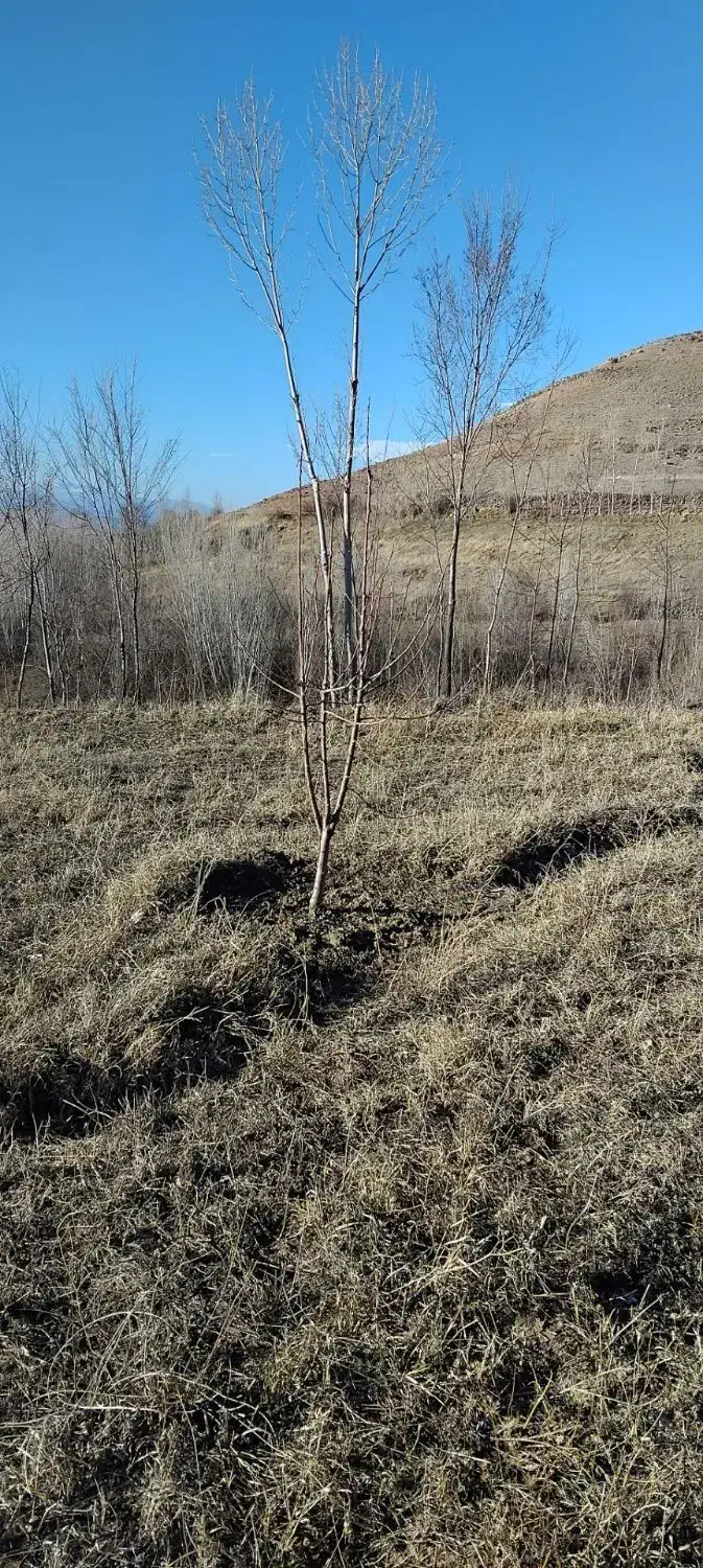 فروش باغ|فروش زمین و ملک کلنگی|مشگین شهر, |دیوار