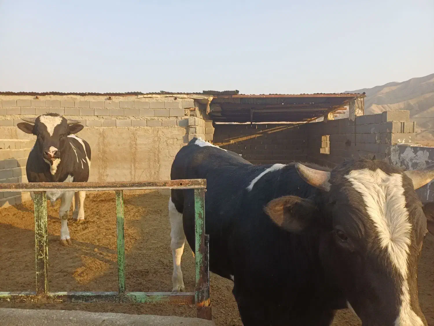 گوساله چاق|حیوانات مزرعه|شریف‌آباد, |دیوار