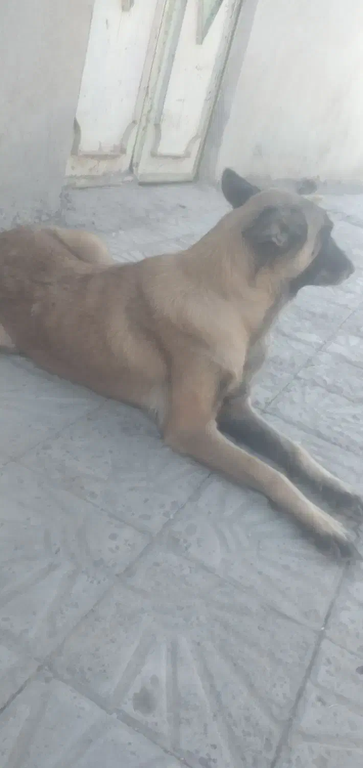 سگ فروشی|سگ|عنبرآباد, |دیوار