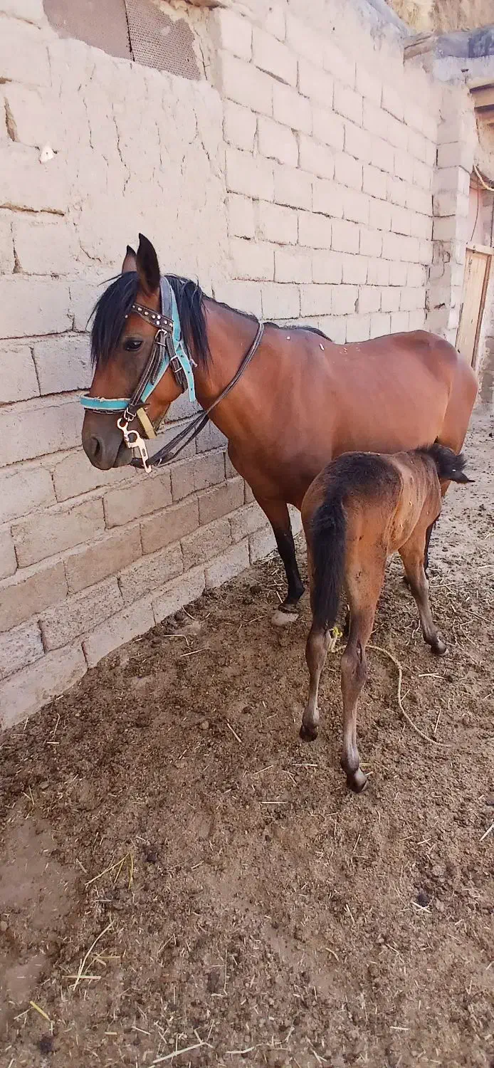 اسب|اسب و تجهیزات اسبسواری|درگز, |دیوار