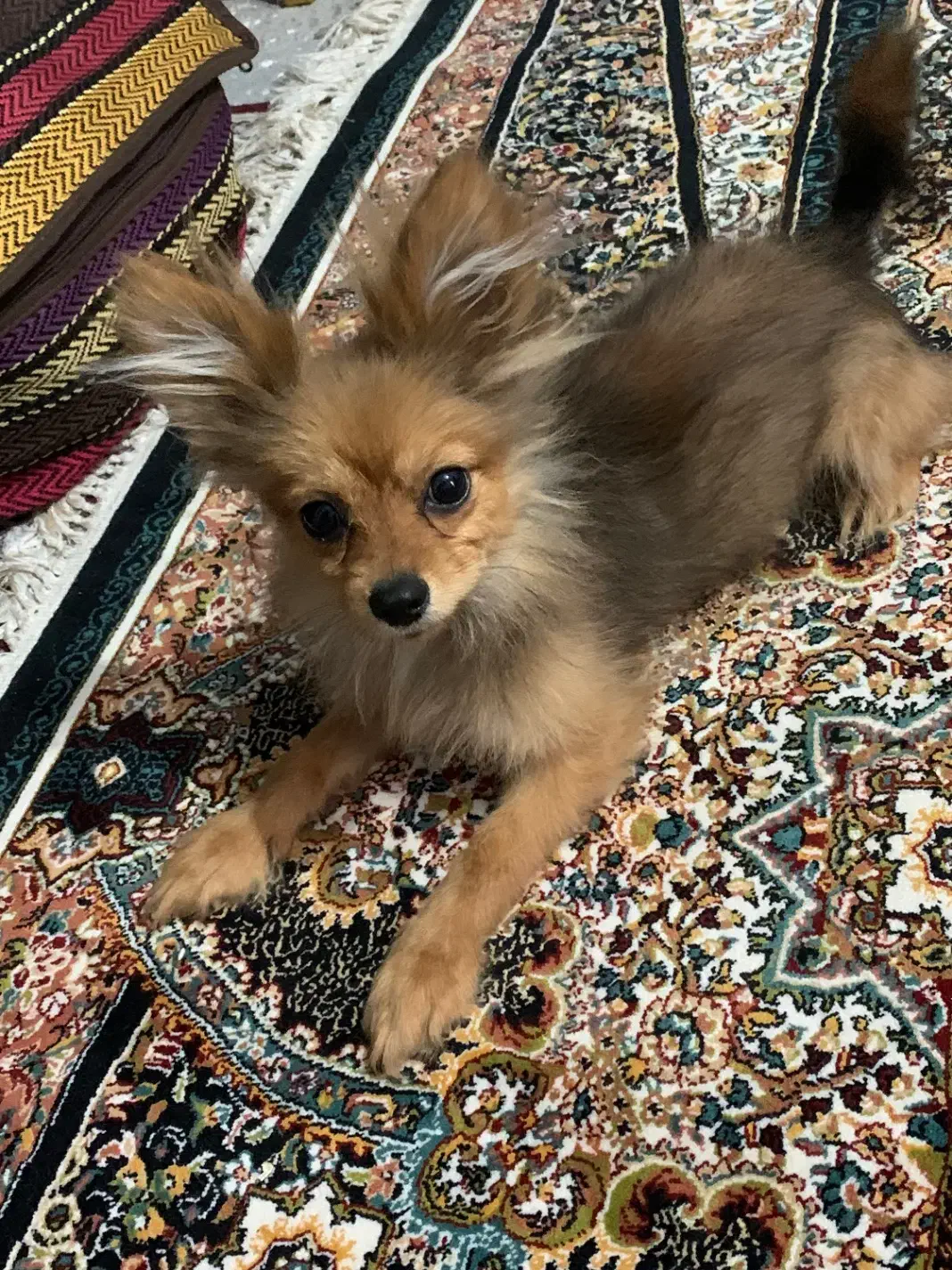 سگ پامر روباهی|سگ|تربت جام, مسکن مهر|دیوار