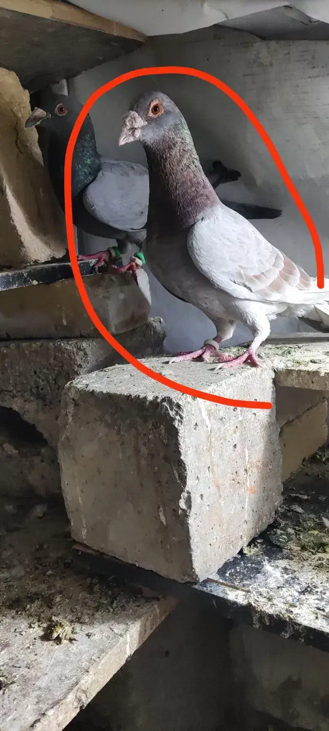 کبوتر گمشده|پرنده|کوهسار (البرز), |دیوار