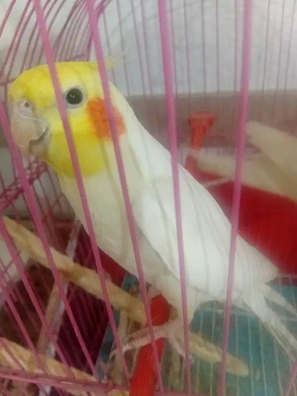 عروس هلندی نر سالم وسرحال وبازیگوش|پرنده|تبریز, |دیوار