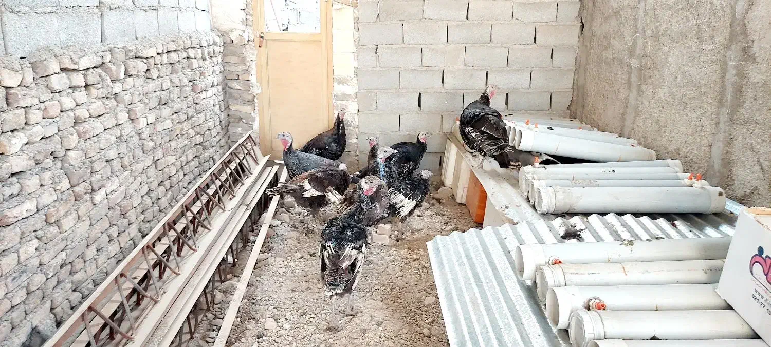 بوقلمون|حیوانات مزرعه|شهریار, کهنز|دیوار