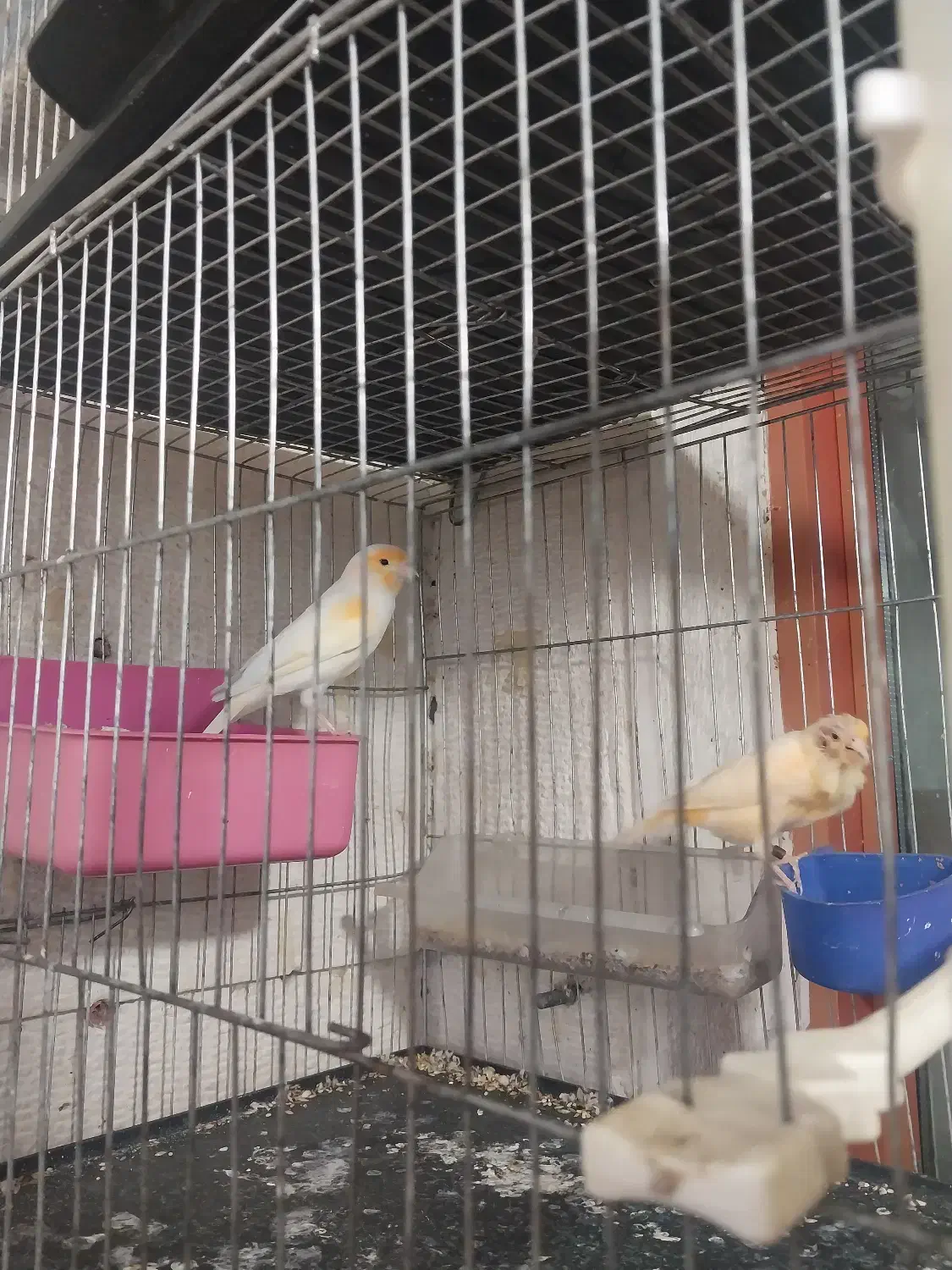 دوتا قناری نر موزایکی جوان بخون|پرنده|آبدانان, |دیوار