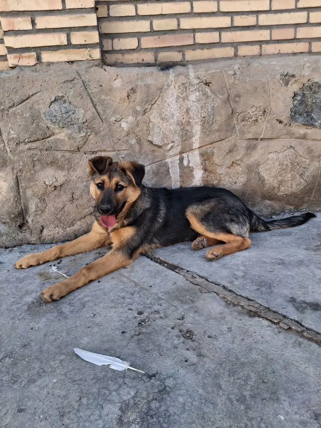 سگ ژرمن ماده|سگ|بافق, |دیوار