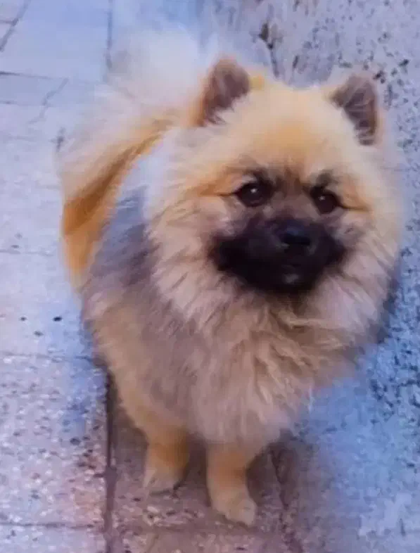 سگ پامرین خرسی|سگ|ورامین, شهرک فاطمیه|دیوار