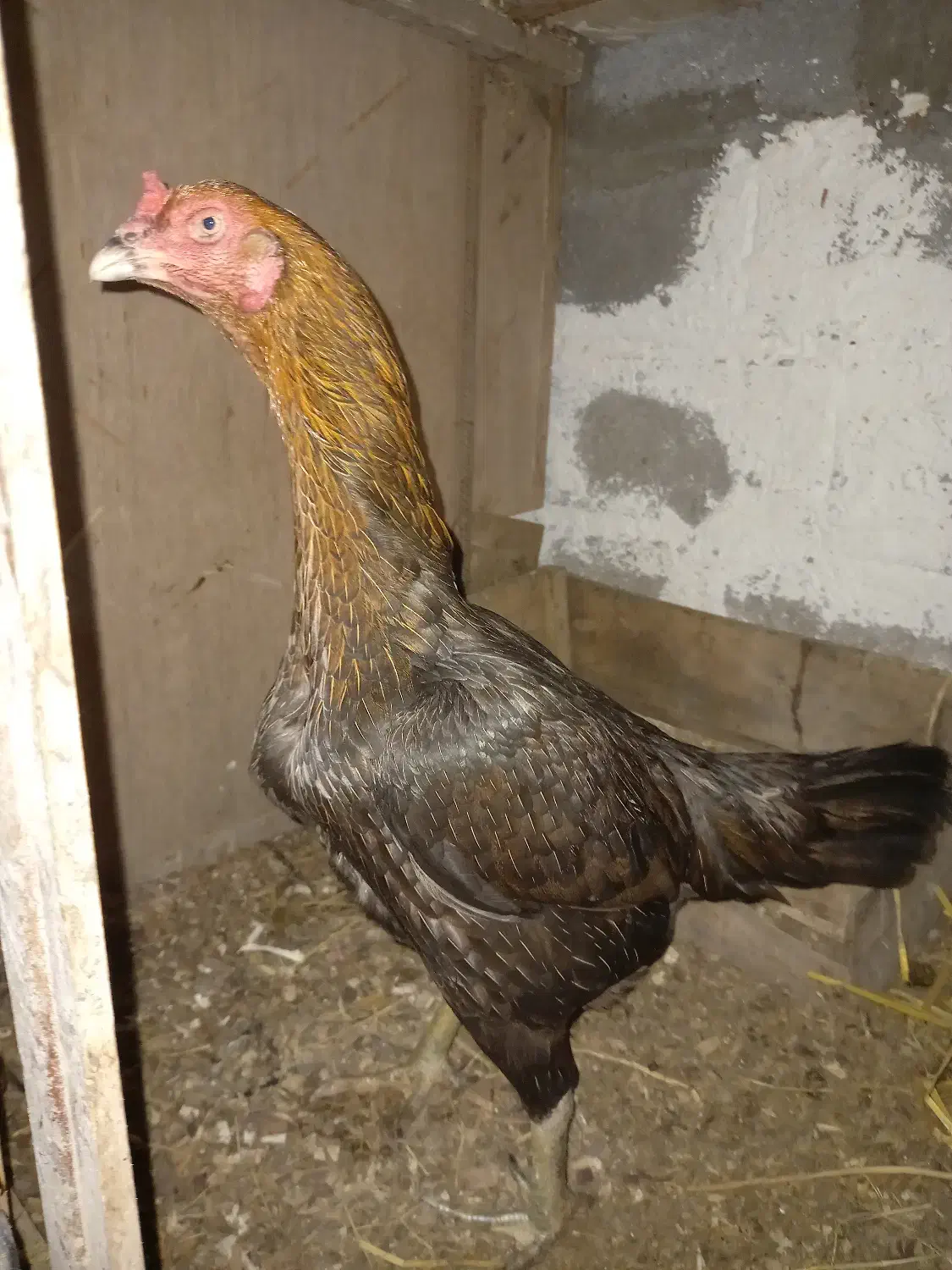 مرغ لاری افغان اصل|حیوانات مزرعه|نشتارود, |دیوار