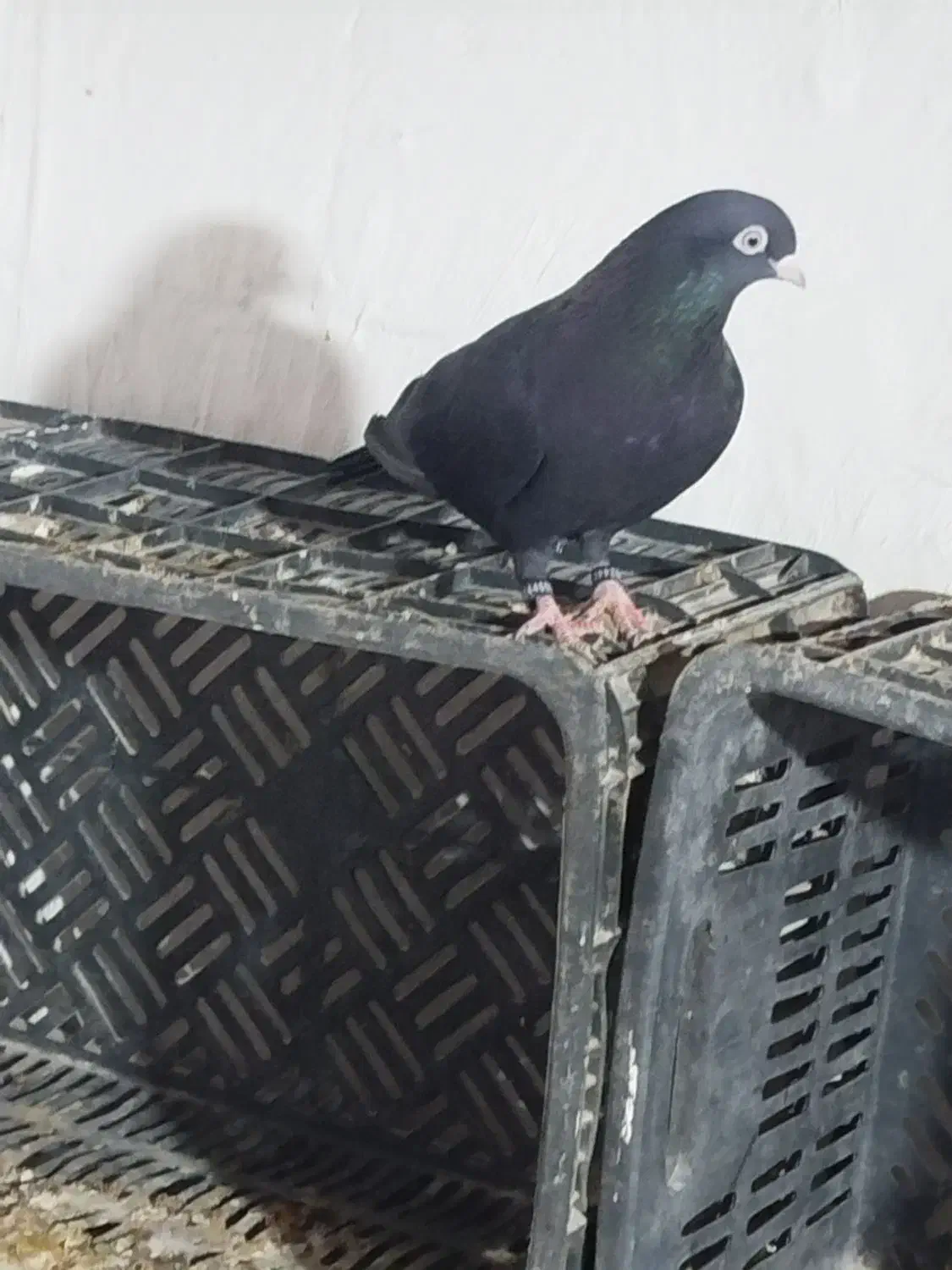 کفترخوب سفید تهرانی زاغ وطوقی آدرس پارسیان|پرنده|پارسیان, |دیوار