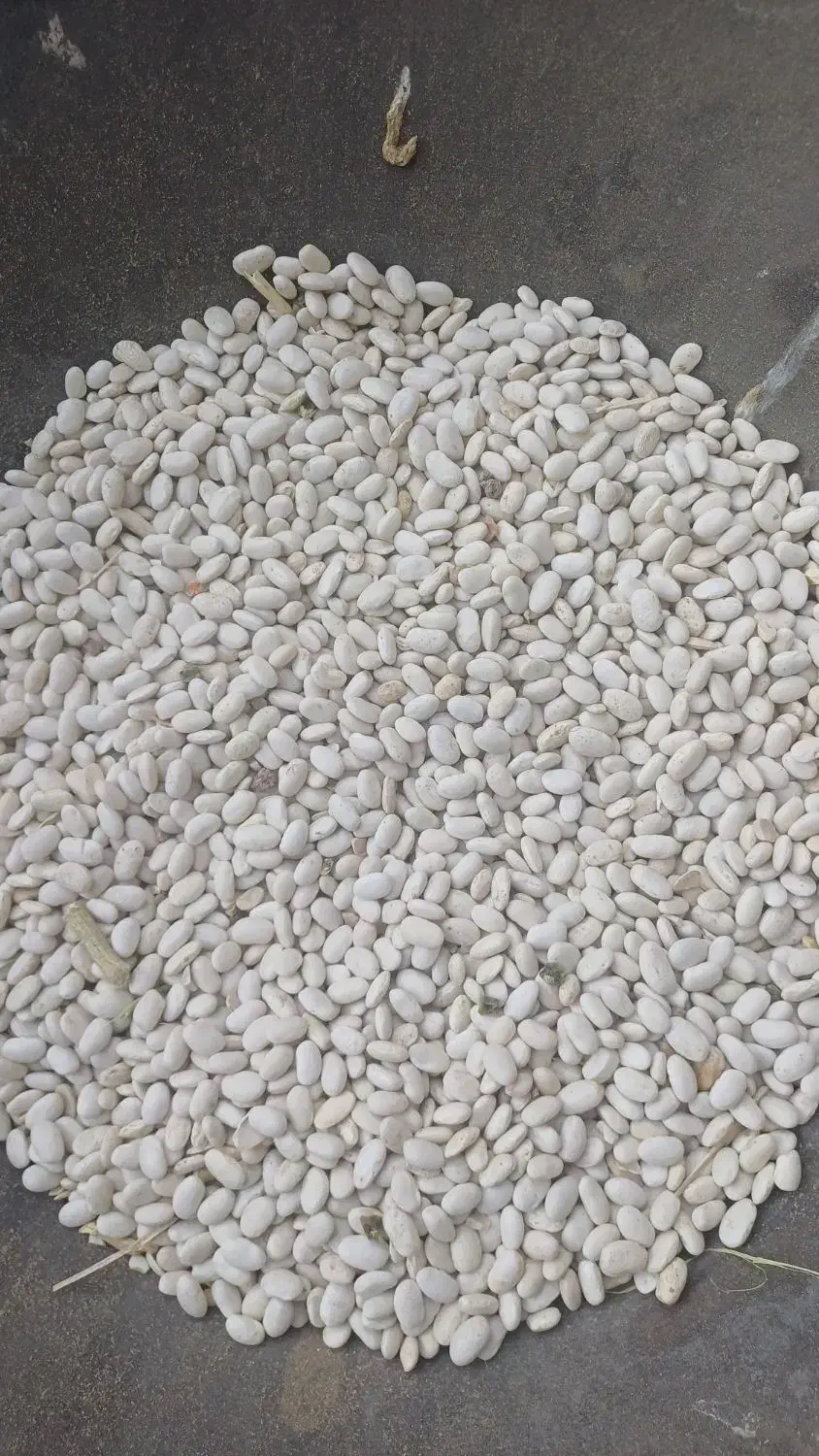 فروش لوبیا سفید اعلا|خوردنی و آشامیدنی|چادگان, |دیوار