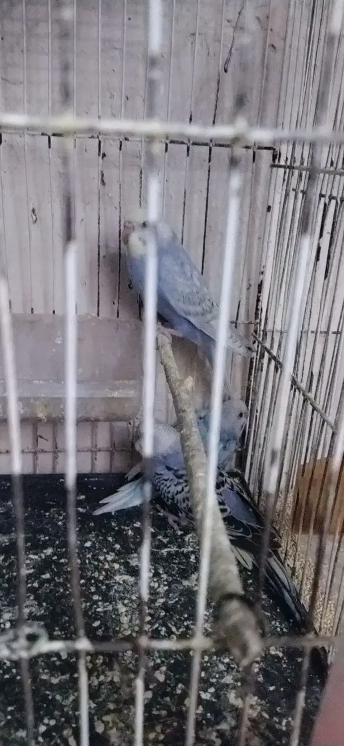 جفت کوتوله رنگ خاص و چند تا مرغ عشق|پرنده|تربت جام, تیپ ۳۸ زرهی تربت جام|دیوار