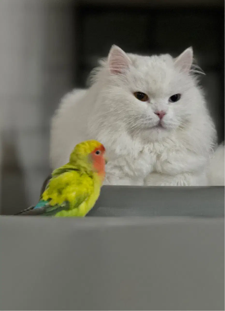 گربه پرشین چشم هیتروکروما|گربه|کرمان, |دیوار