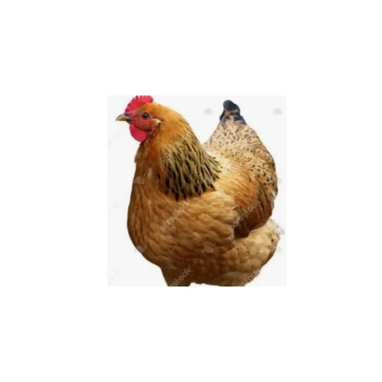 ۴۰۰|حیوانات مزرعه|اسفراین, |دیوار