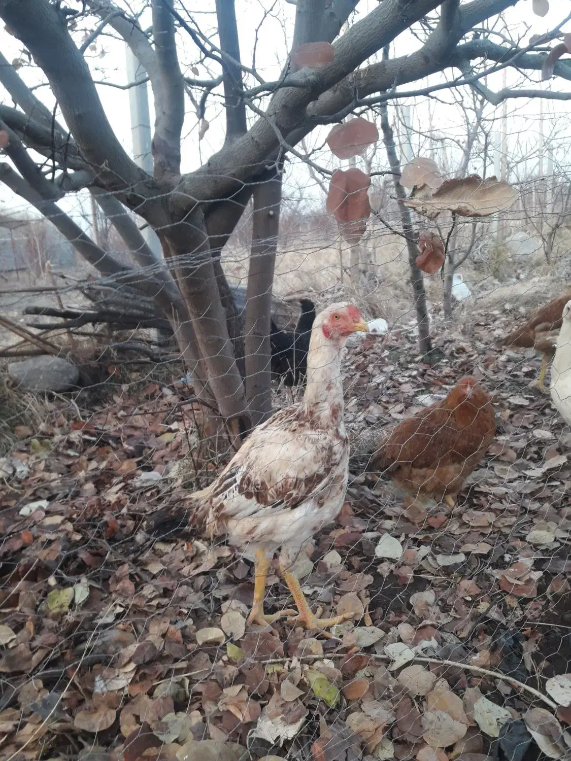 خروس|حیوانات مزرعه|مشگین شهر, |دیوار