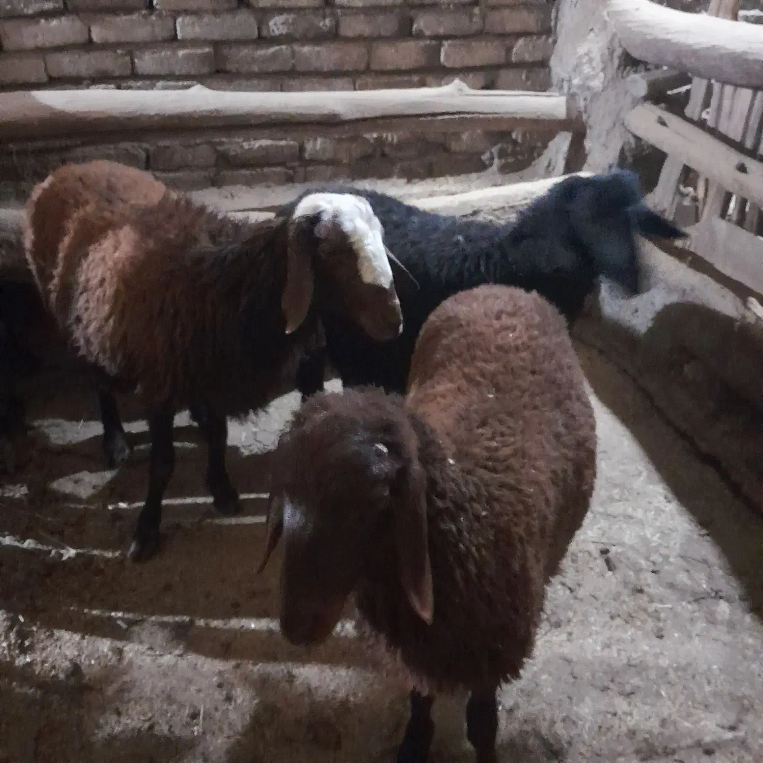 گوسفند قوچ|حیوانات مزرعه|سربند, |دیوار