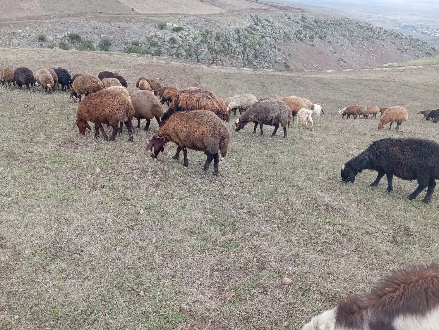 ۵۰عدد گوسفند بره دار. یلنی آبستن|حیوانات مزرعه|سرعین, |دیوار