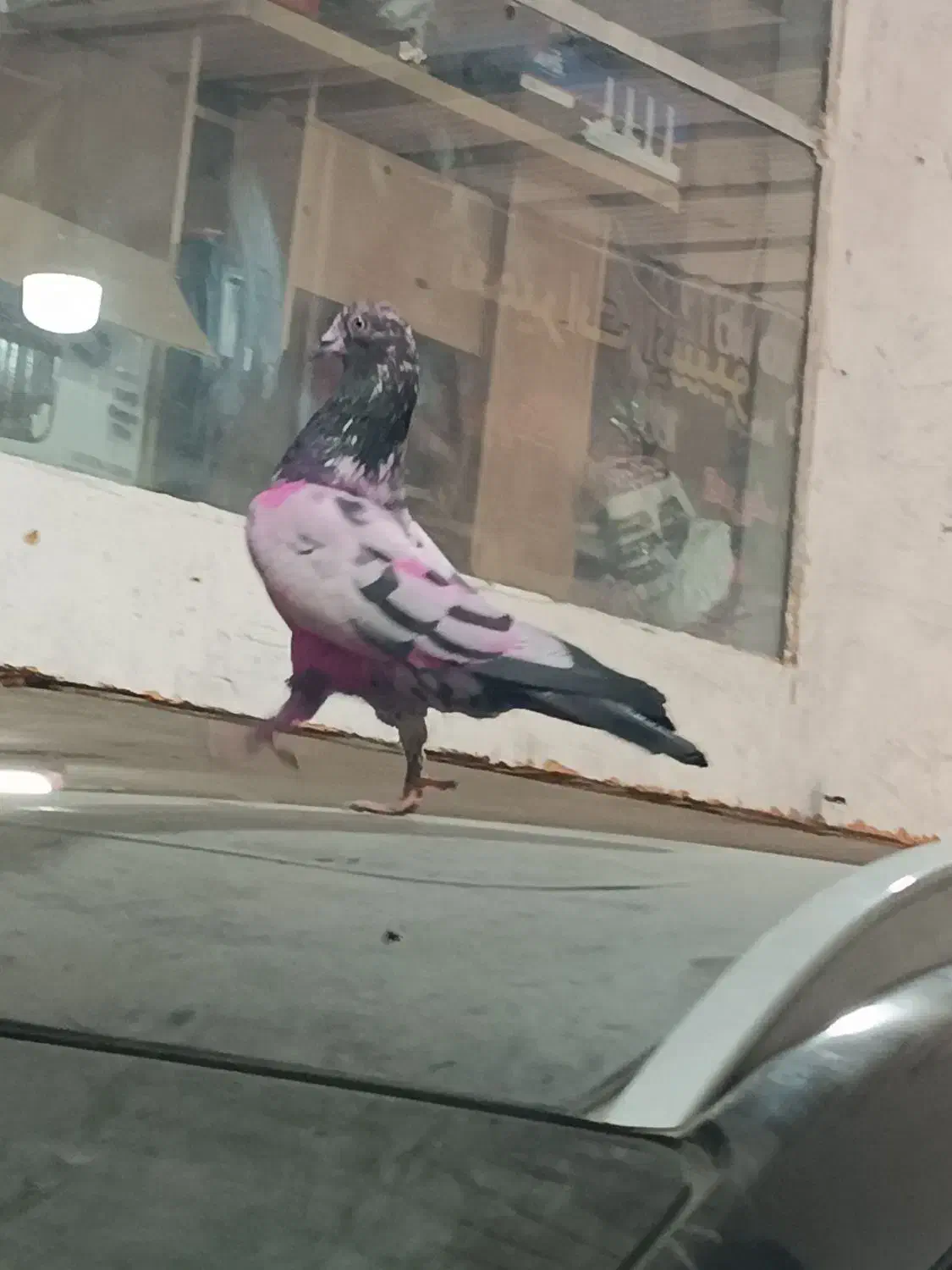 کفتر|حیوانات|قم, نیروگاه|دیوار