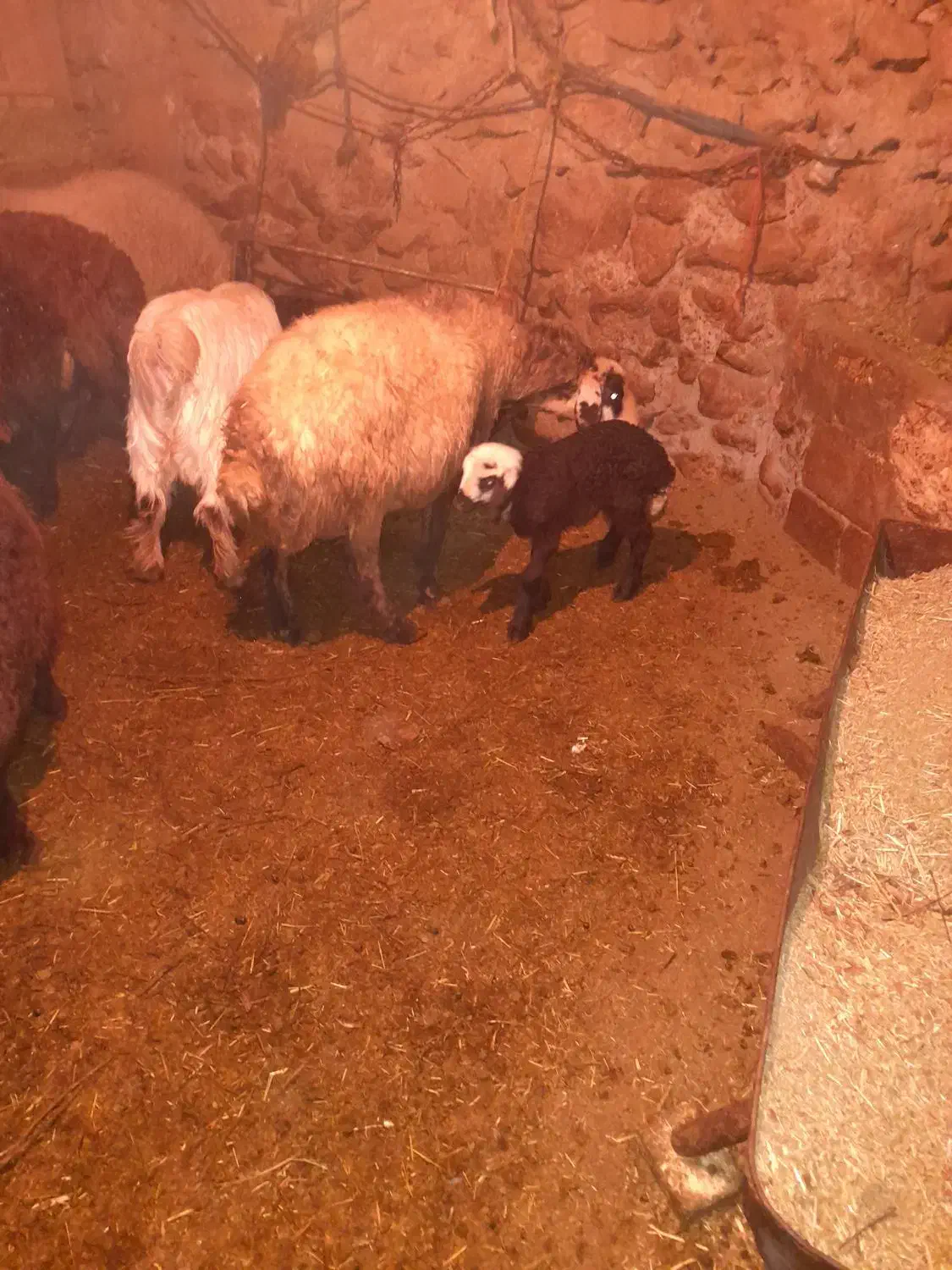 دو راس میش افشاری زاییده جوان|حیوانات مزرعه|شیدا, |دیوار