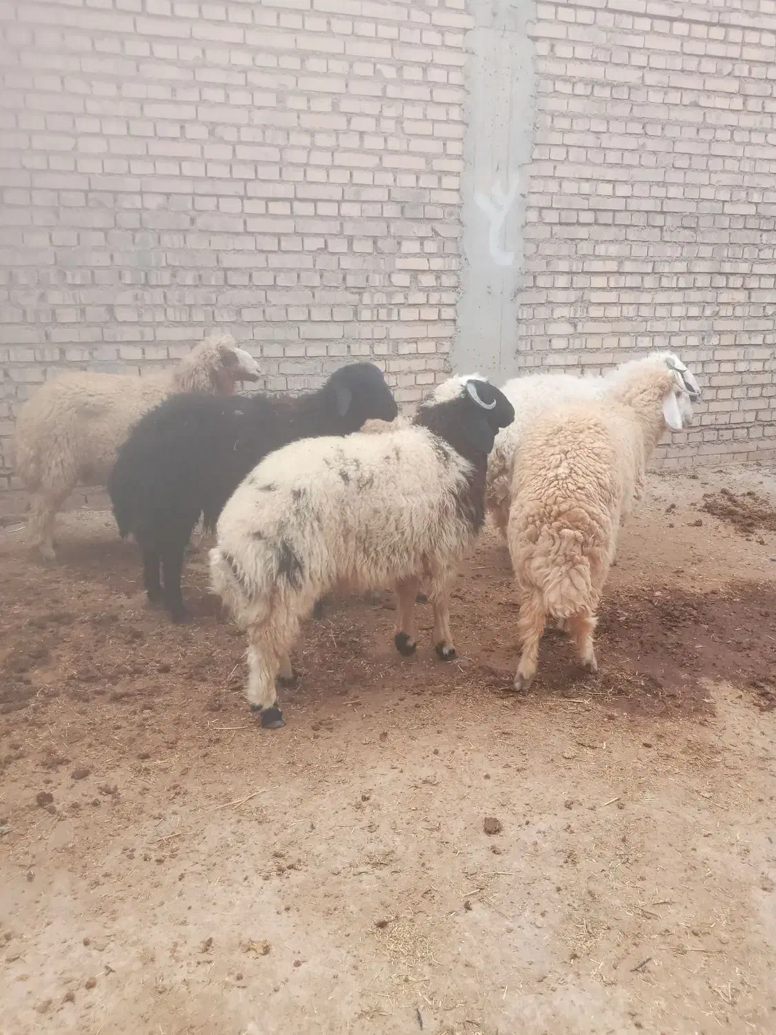 بره نر    تکی و جمله    شوش دانیال|حیوانات مزرعه|شوش, |دیوار