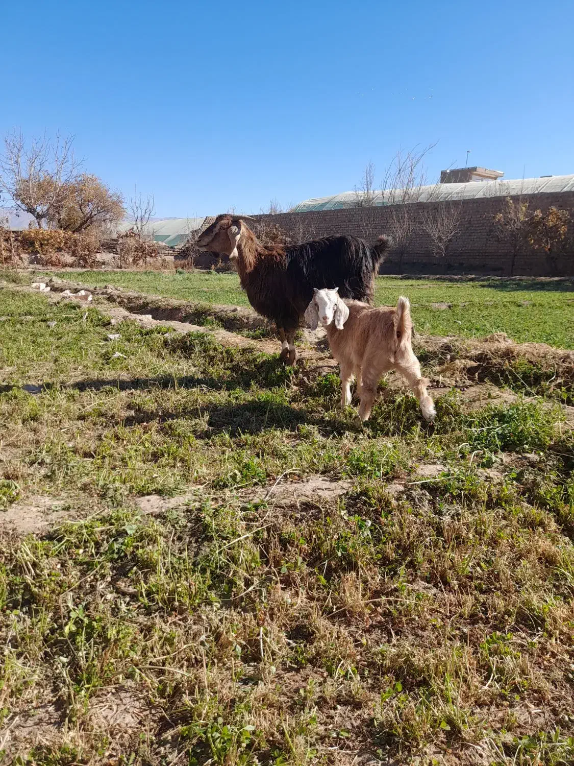 بز با بزغاله نر جیره خور|حیوانات مزرعه|نیشابور, چمبران|دیوار
