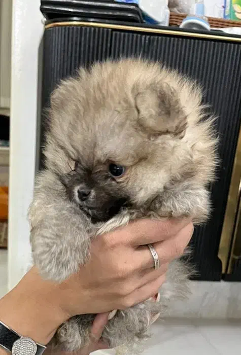 سگ پامرین خرسی|سگ|مشهد, کوی ولیعصر|دیوار