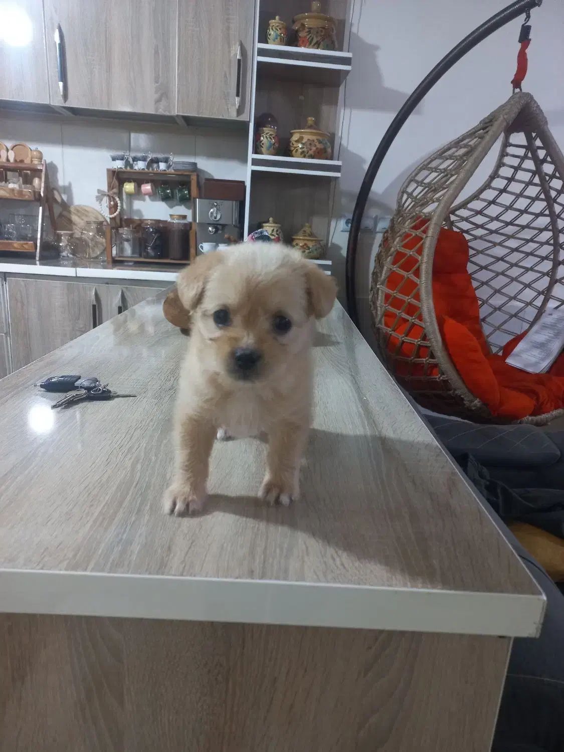 سگ اشپیتز|سگ|قزوین, |دیوار